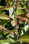 Prairie willow